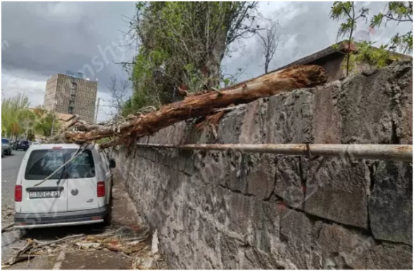 Երևանում չորացած ծառը կոտրվել և ընկել է կայանված «Volkswagen»-ի վրա